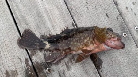 根魚釣り（ホテルニューアワジ系列の夢泉景別荘　天原にて）